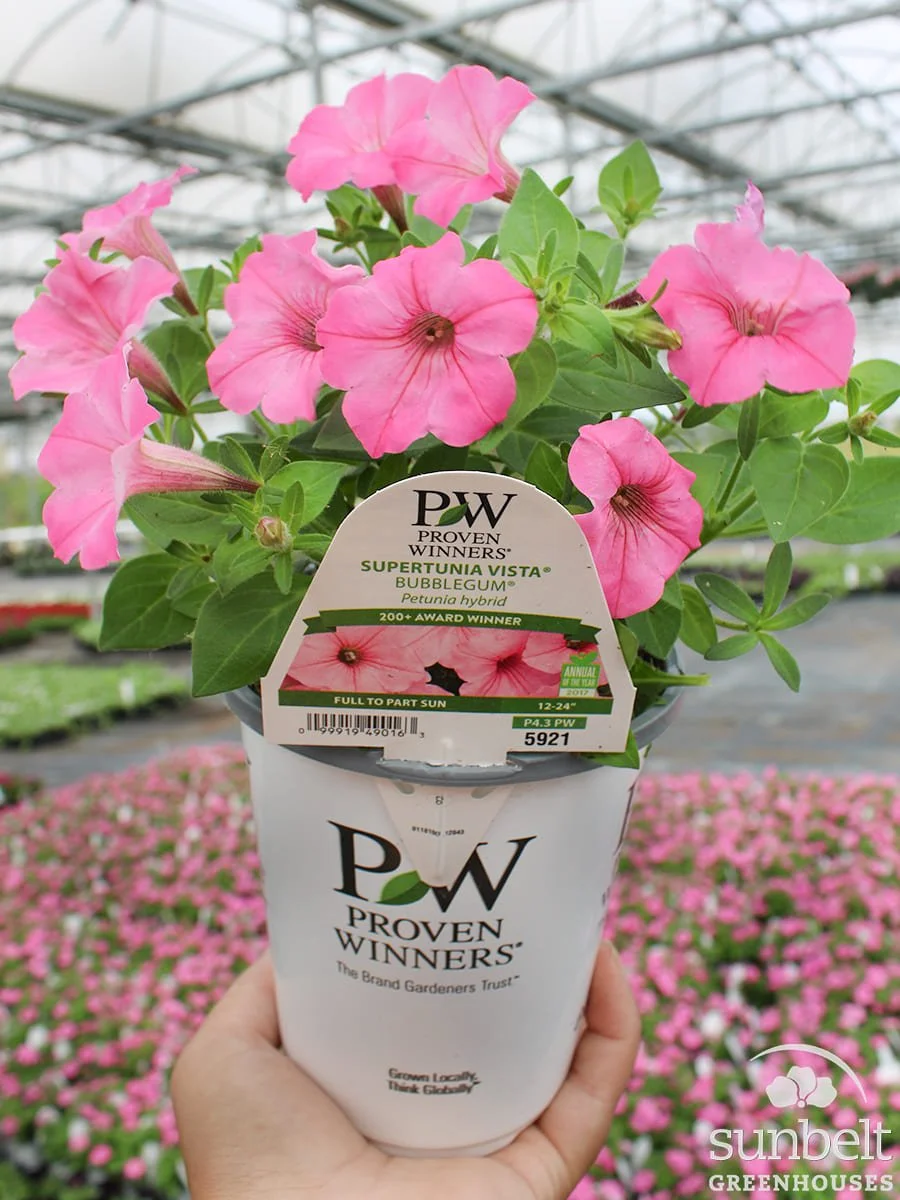 4.3" PW Supertunia Vista Bubblegum