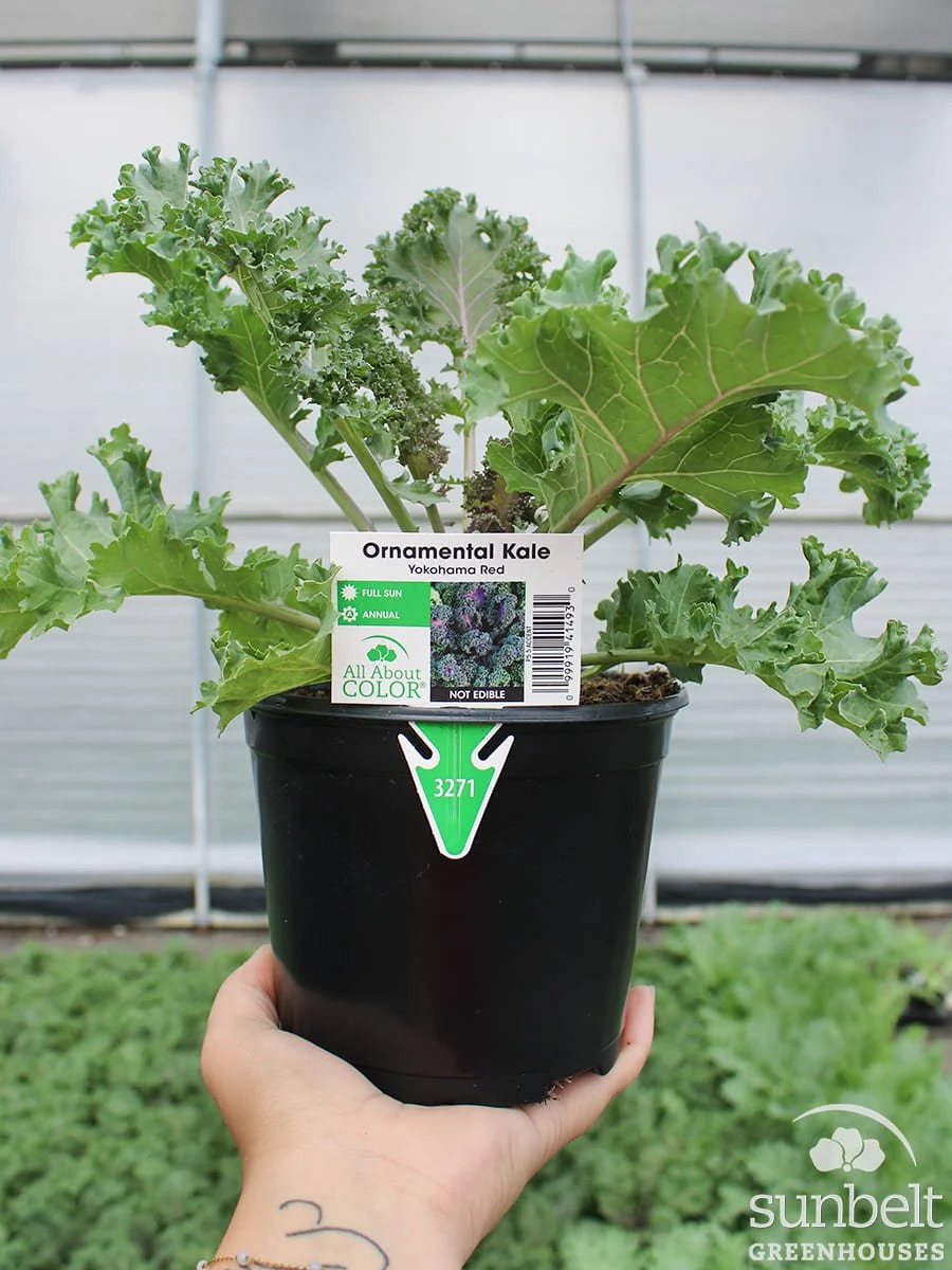 5.5" Kale Yokohama Red