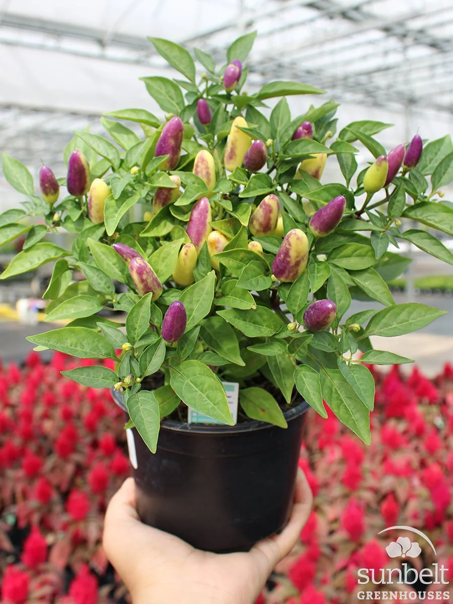 5" Orn Pepper Acapulco XP Multicolor Orange