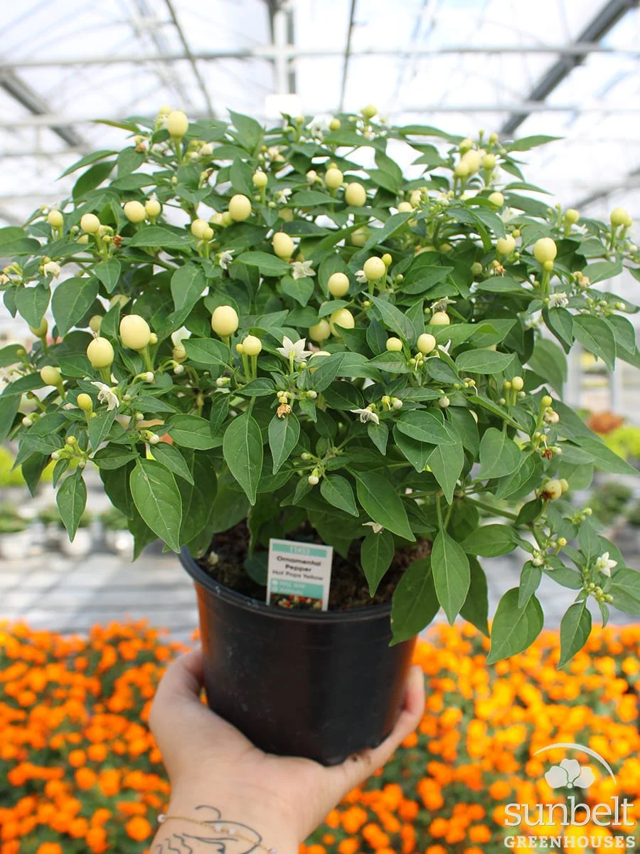 5" Orn Pepper Hot Pops Yellow