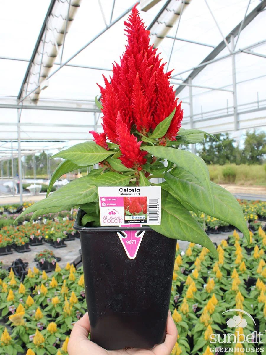 6.5" Celosia Glorious Red