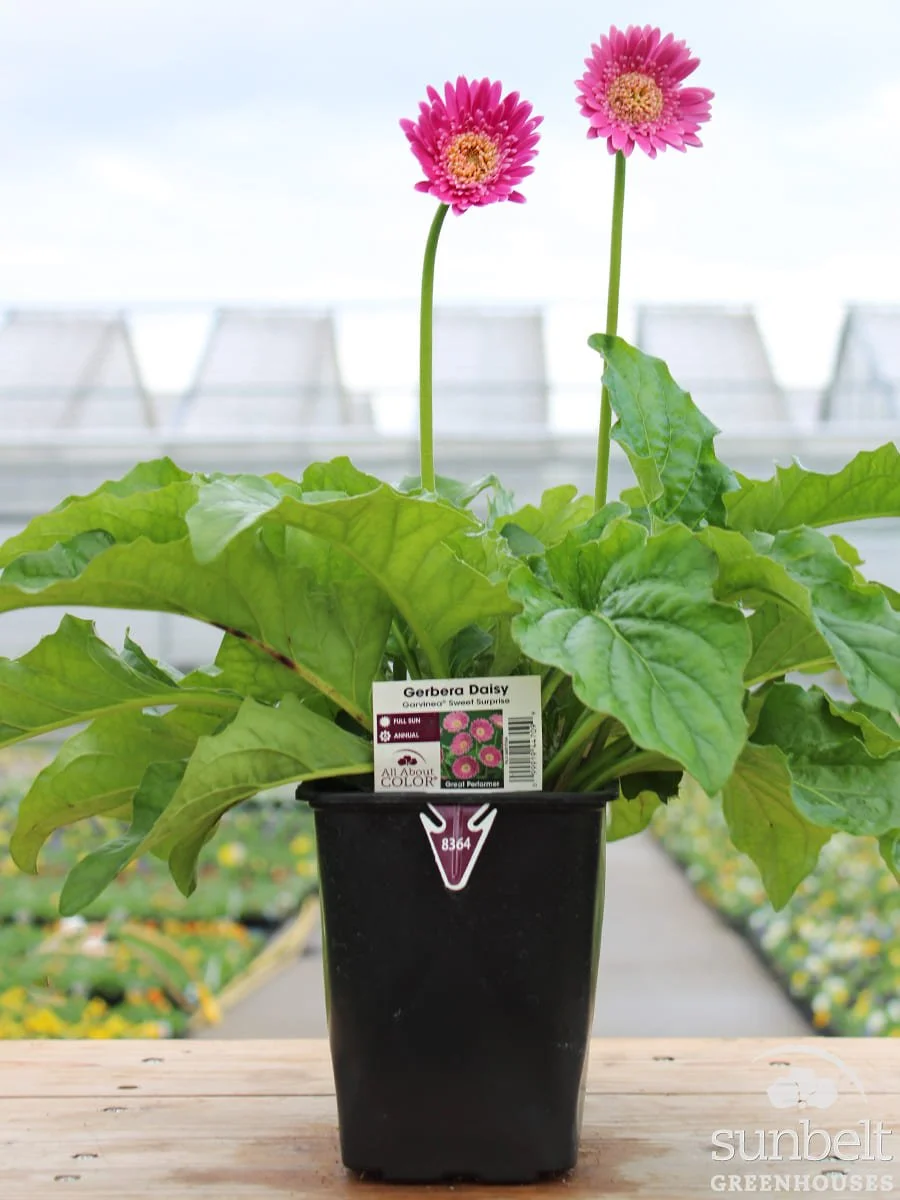 6.5" Gerbera Sweet Surprise (lavender)