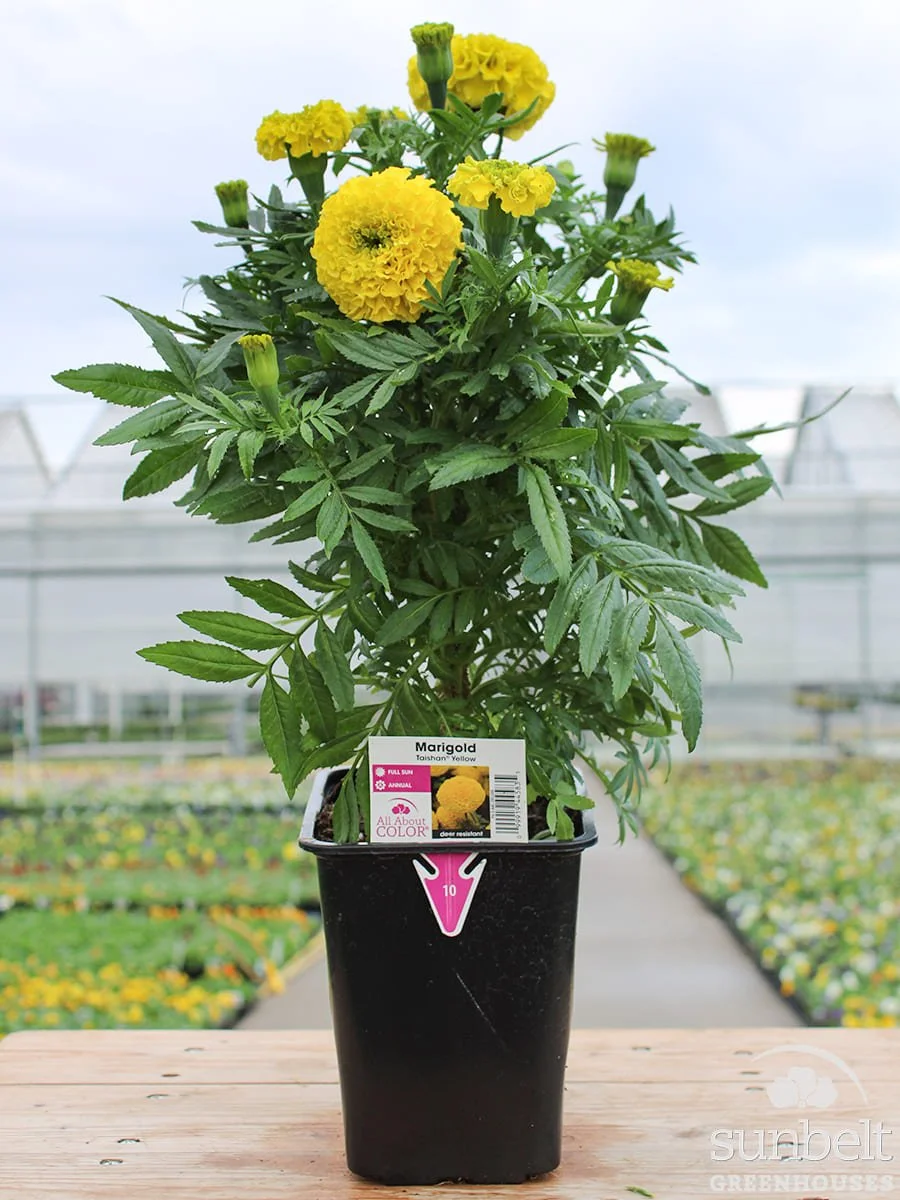 6.5" Marigold Taishan Yellow