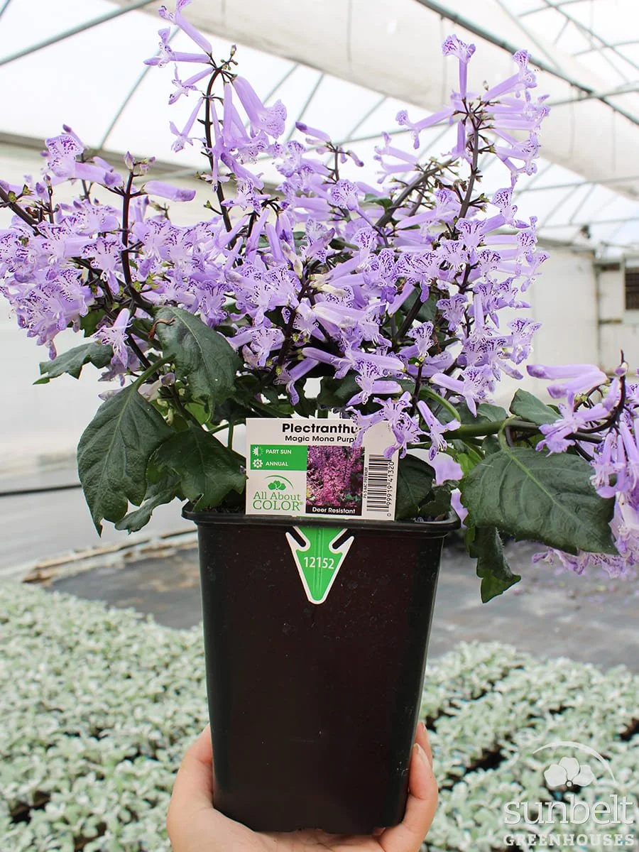 6.5" Plectranthus Magic Mona Purple