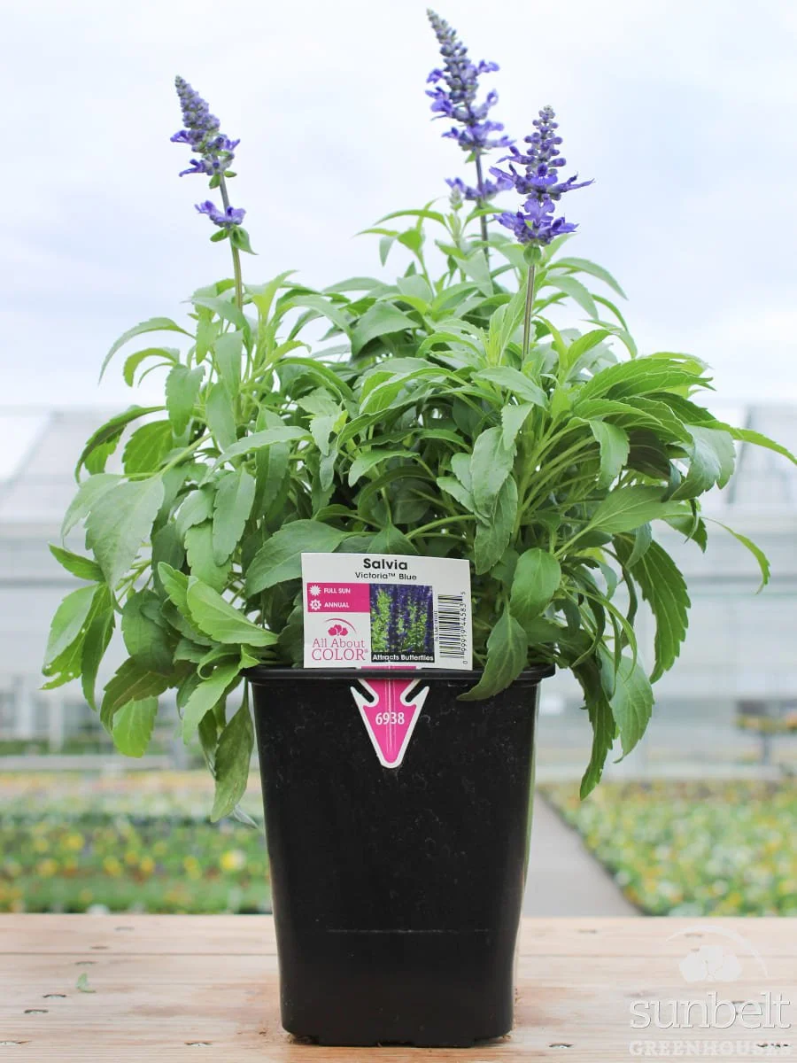 6.5" Salvia Victoria Blue