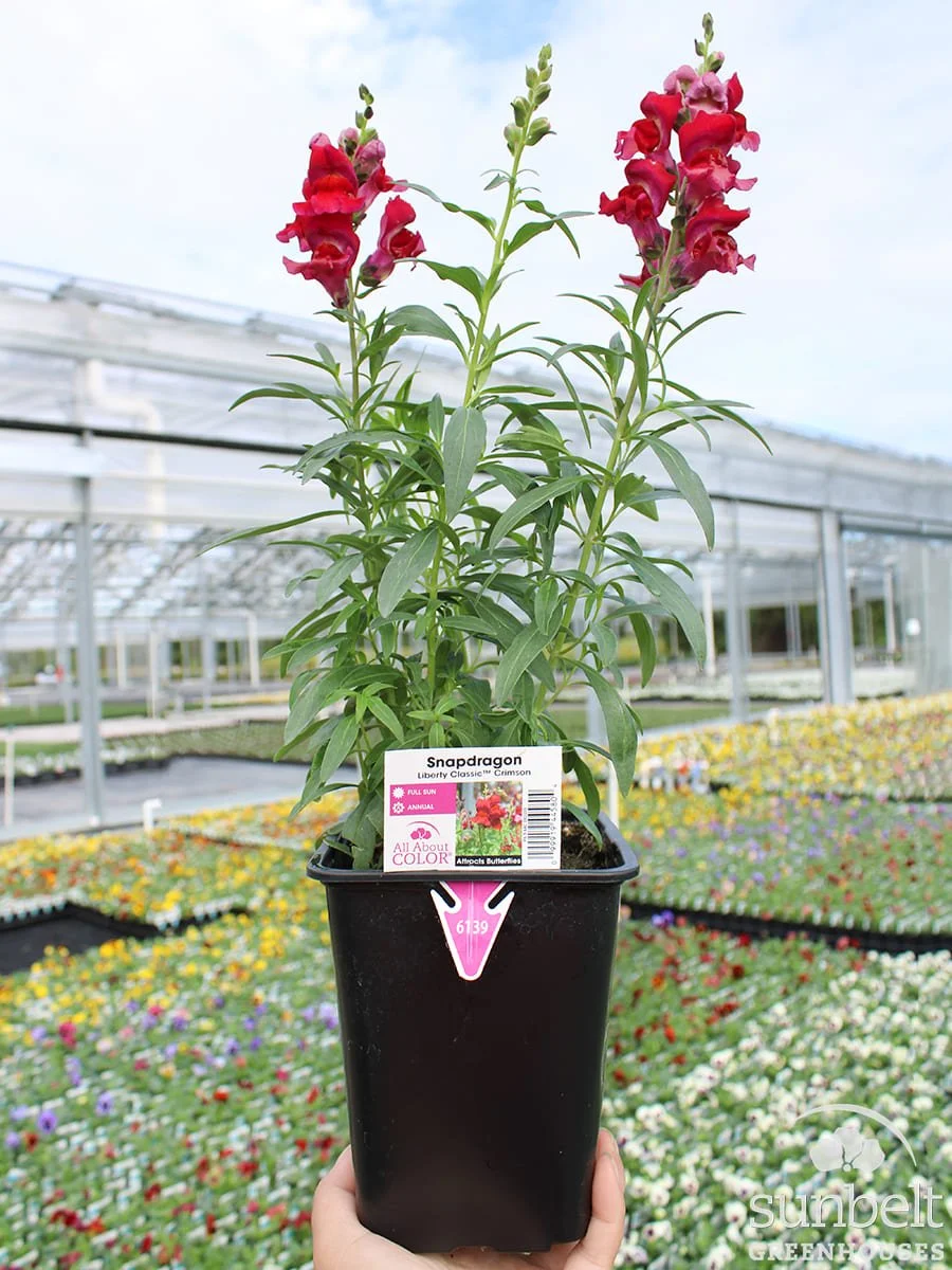 6.5" Snapdragon Liberty Crimson