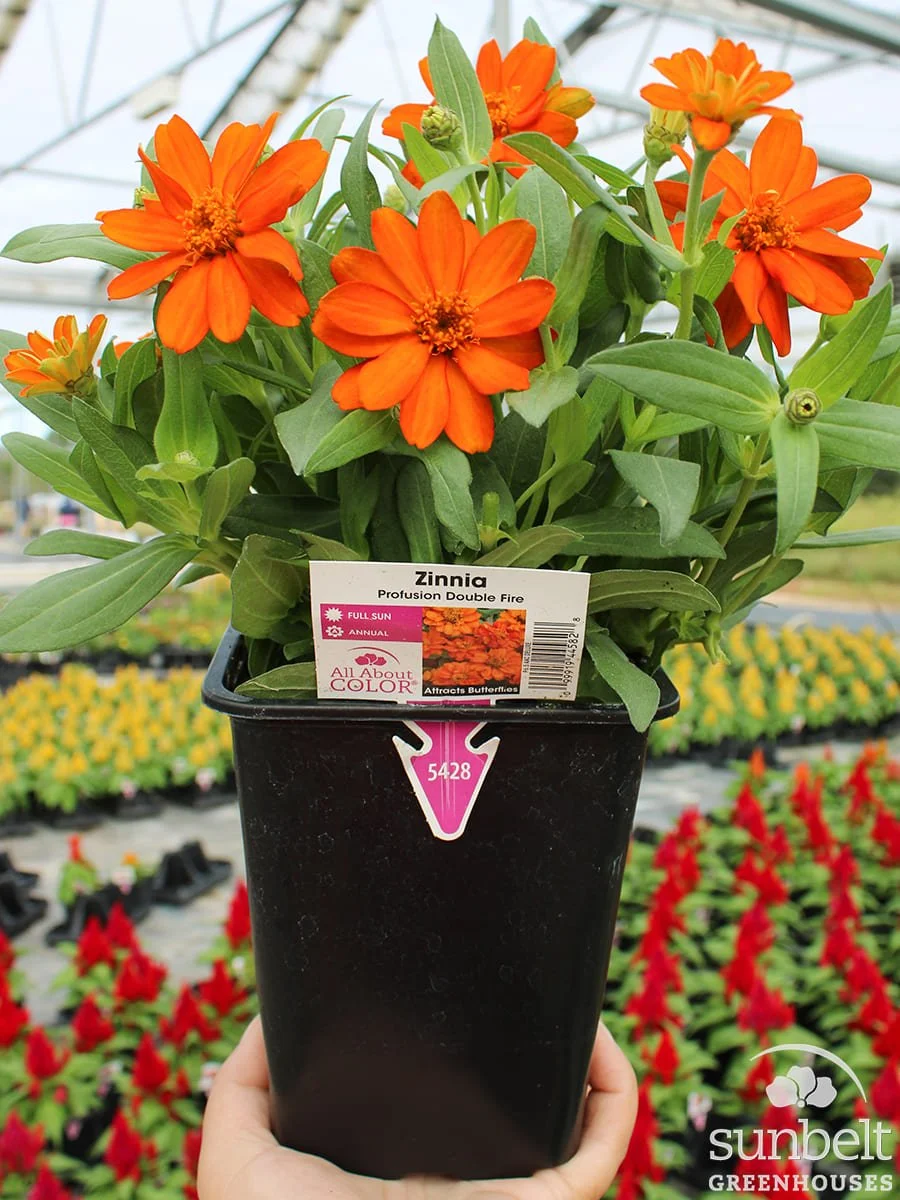 6.5" Zinnia Profusion Dbl Fire