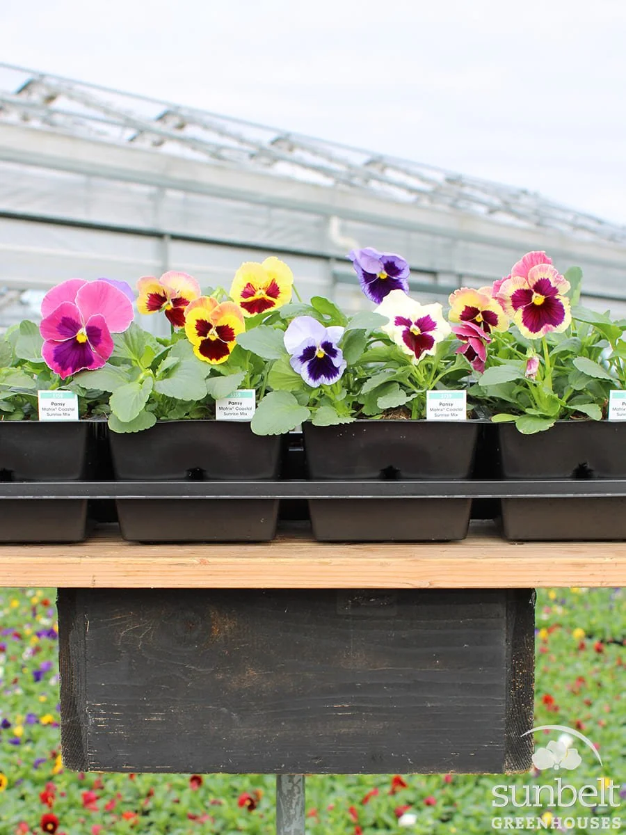 8-04 Pansy Matrix Coastal Sunrise Mix