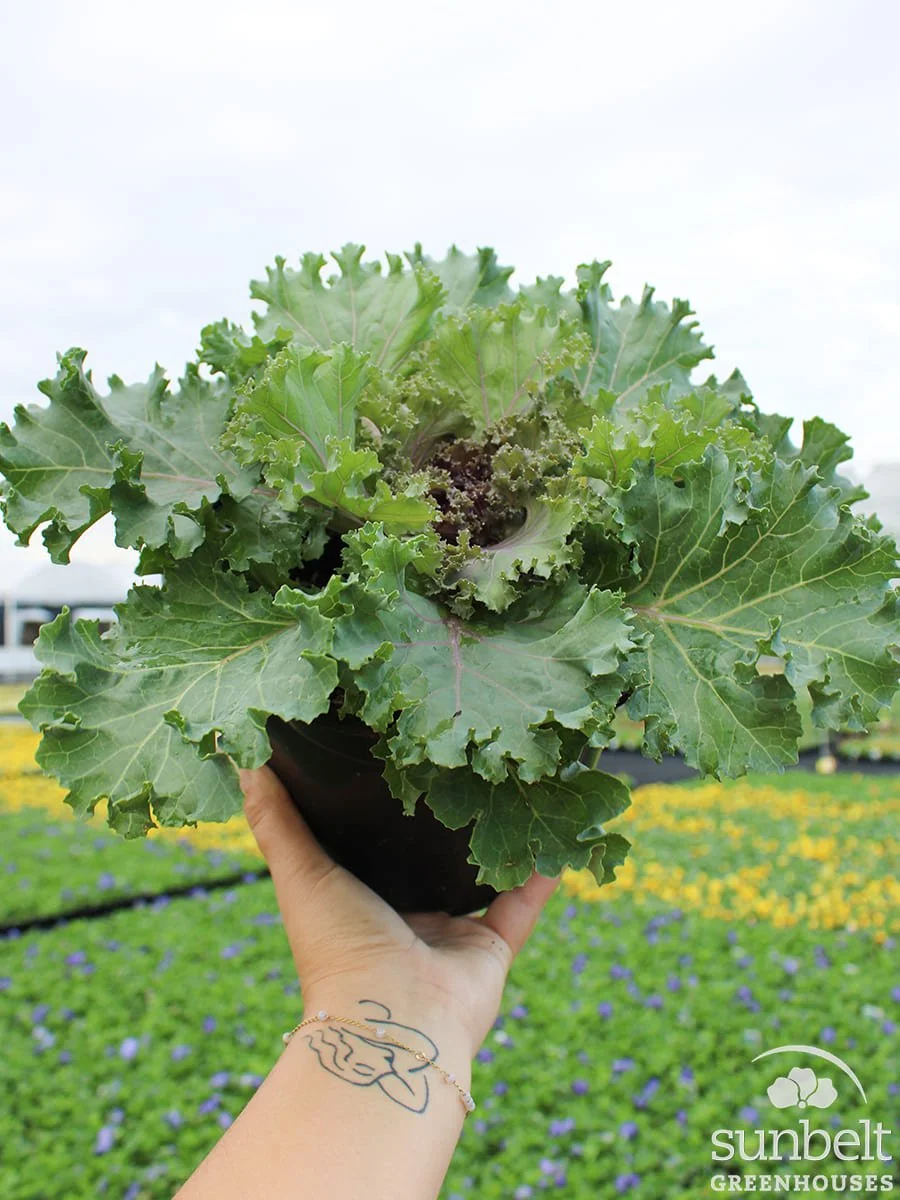 8" Kale Nagoya Rose