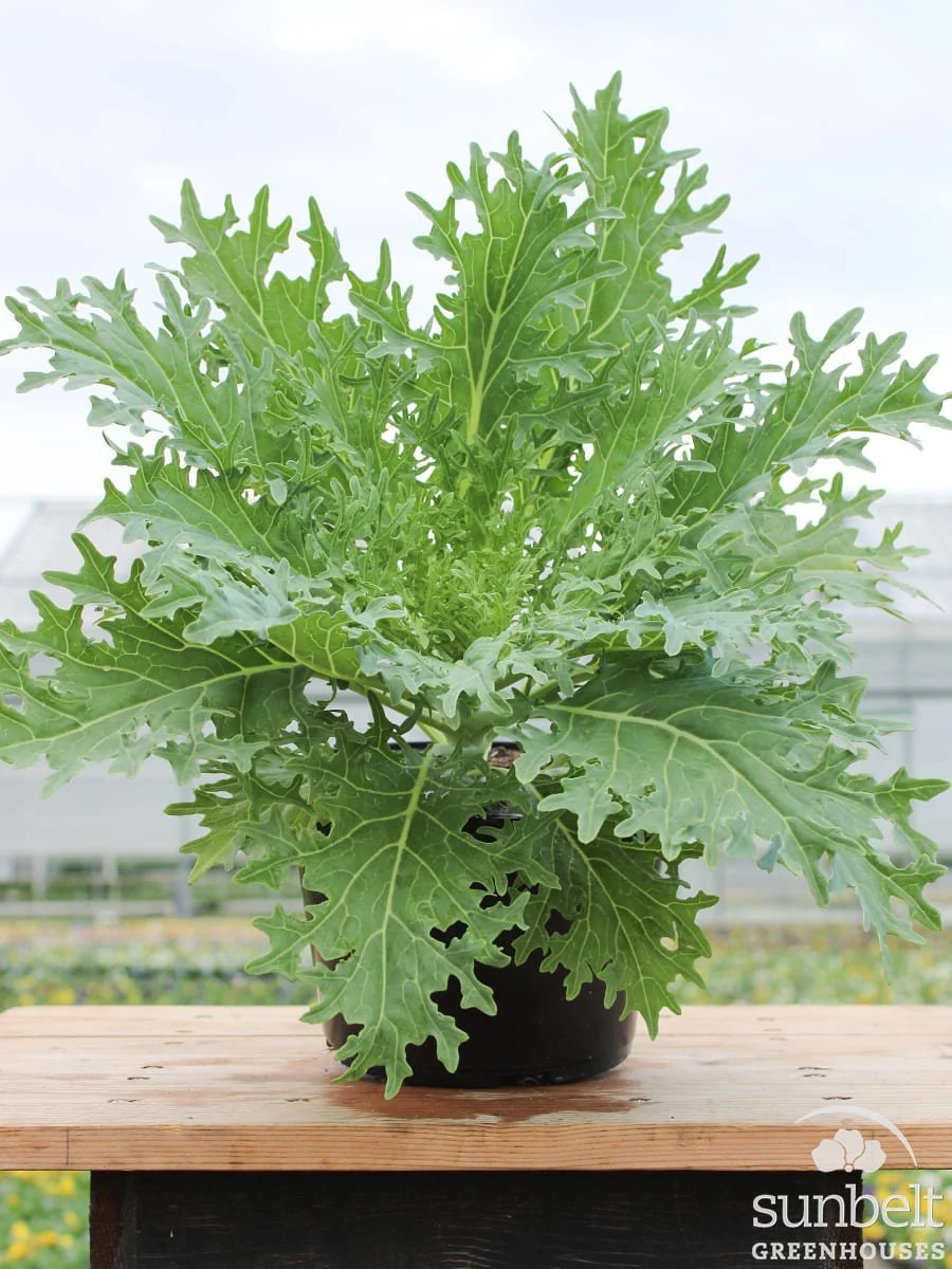 8" Kale Peacock White