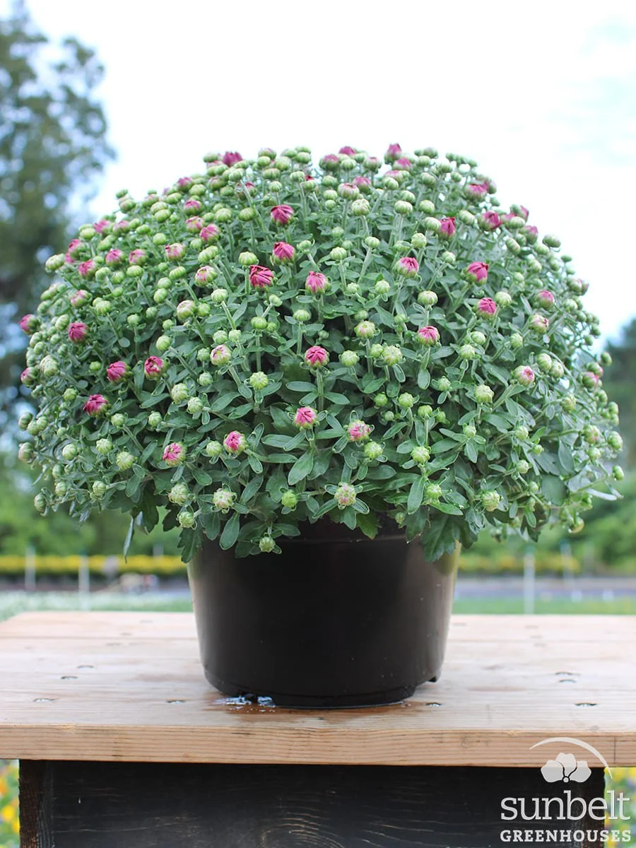8" Mum Pink (cc)