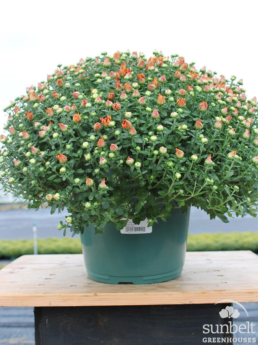 9" Mum Orange (cc)