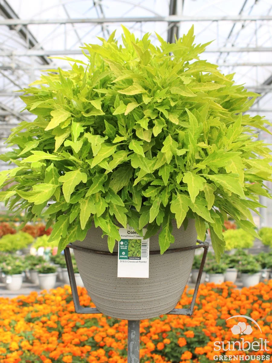 10.5" Coleus FlameThrower Salsa Verde