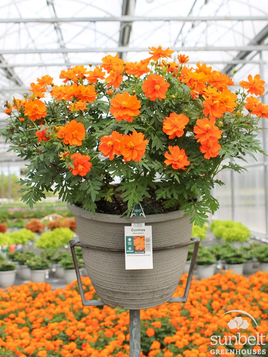 10.5" Cosmos Mandarin