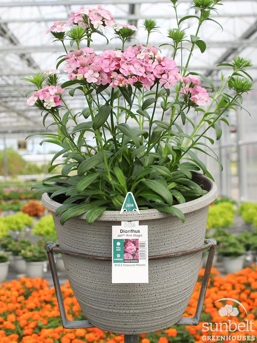 10.5" Dianthus Jolt Pink Magic