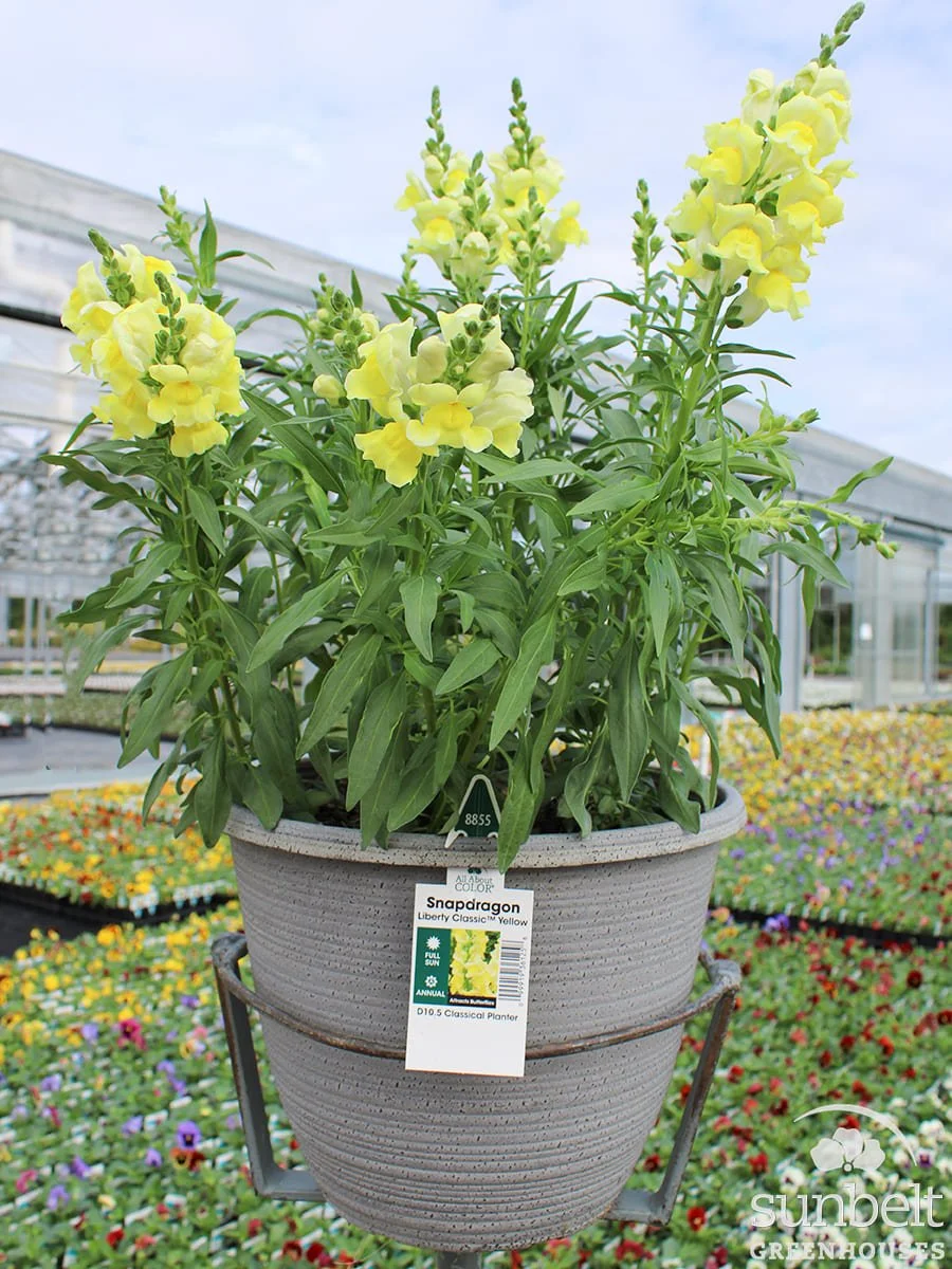 10.5" Snapdragon Liberty Yellow