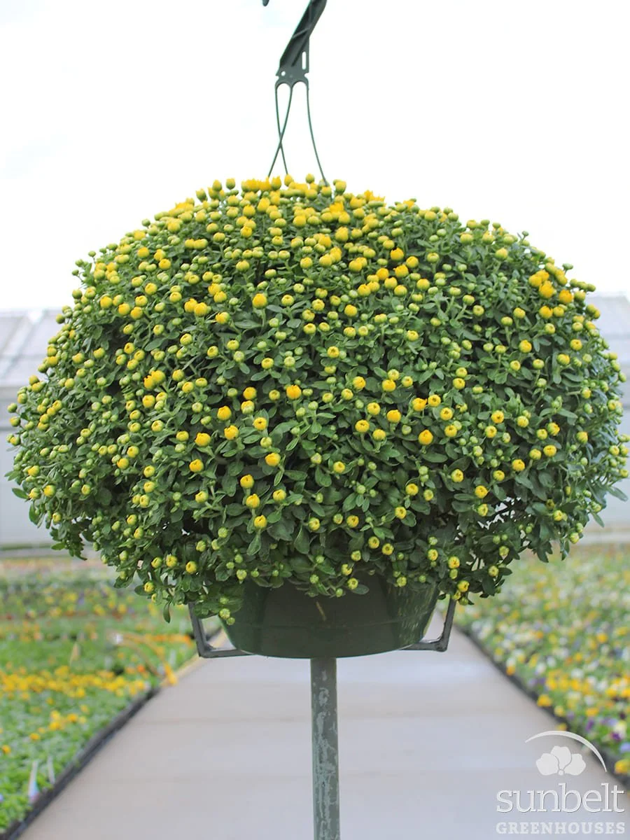 11" HB Mum Yellow (cc)