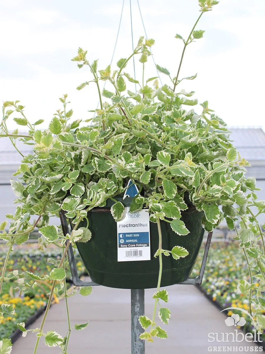 11" HB Plectranthus Coleoides Variegated