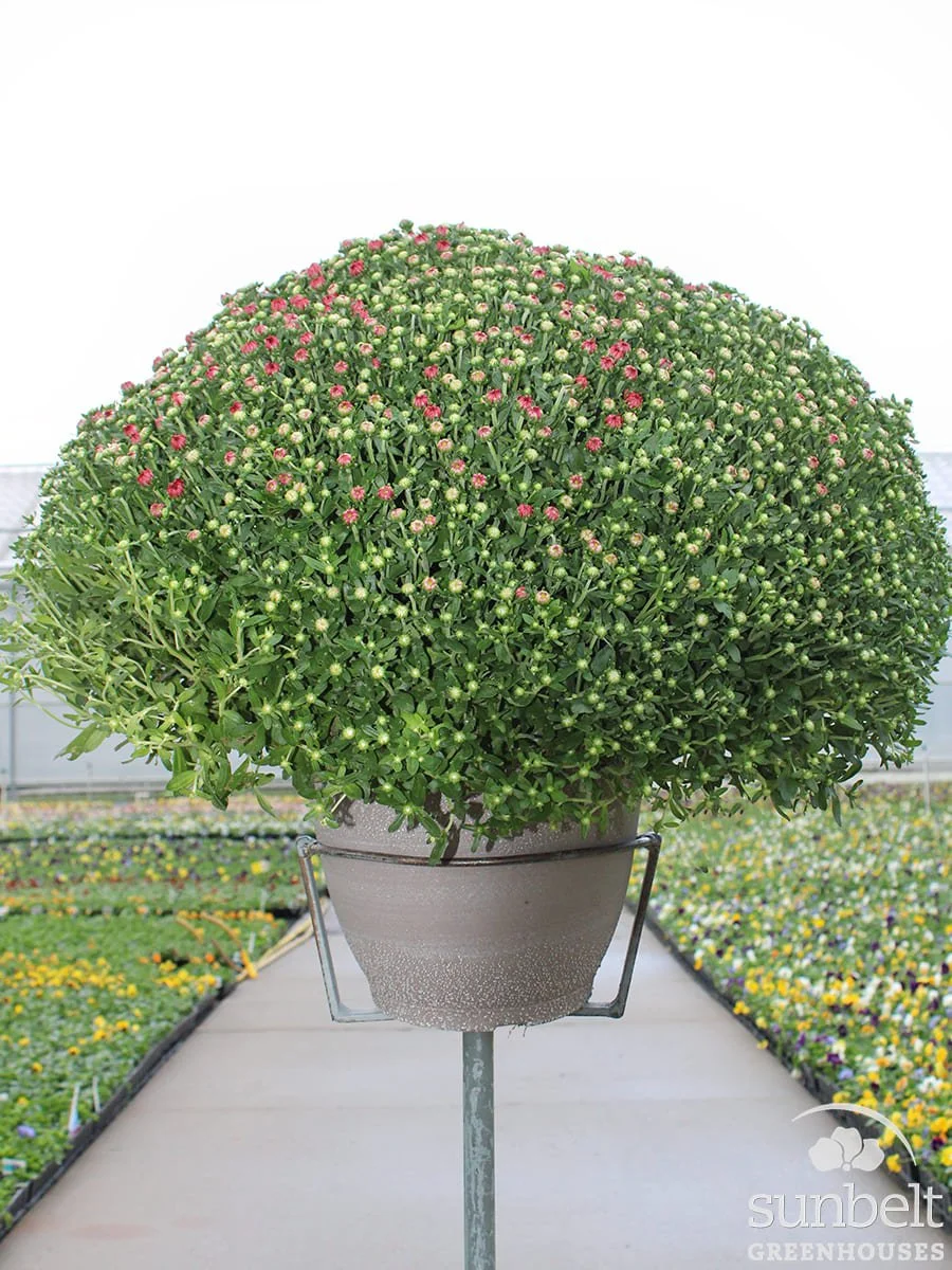 12.5" Mum Red (cc)