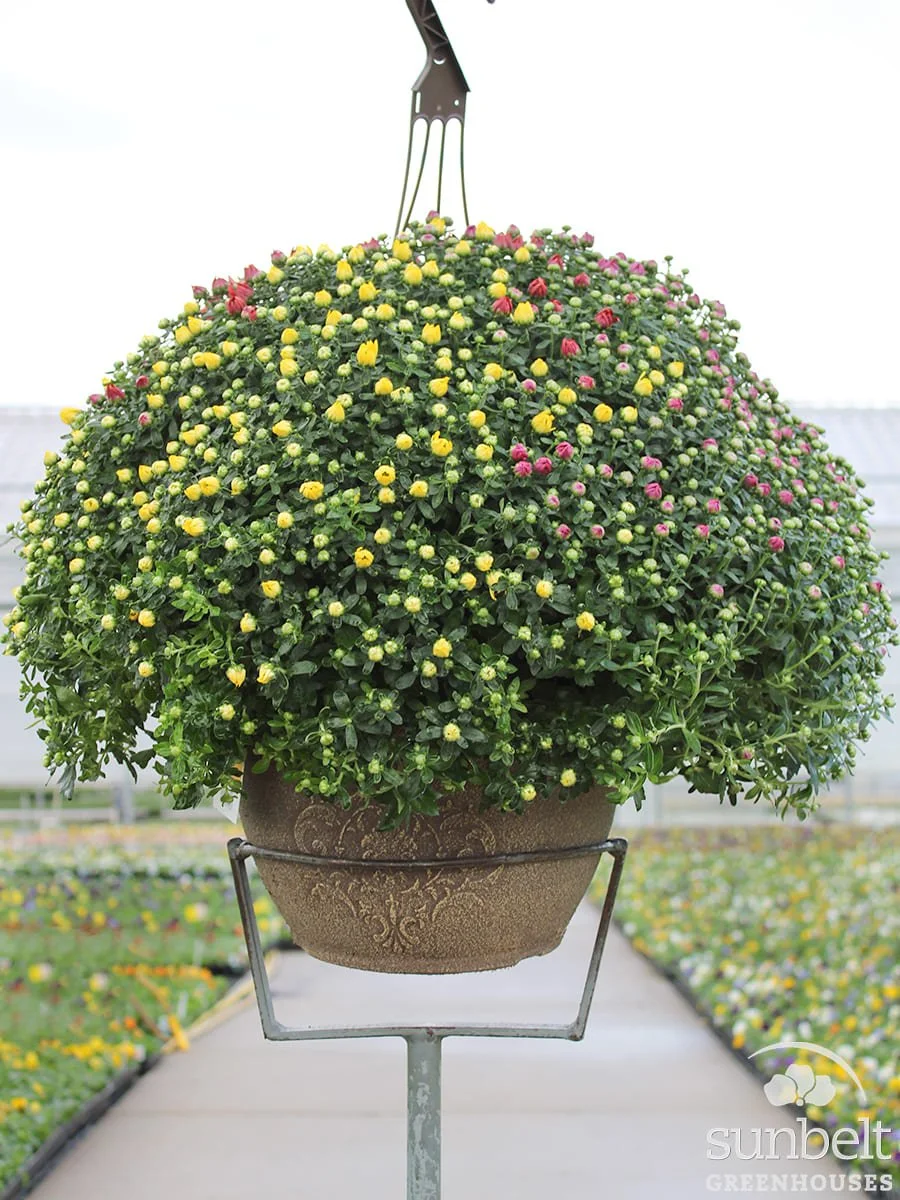 12.5" HB Mum Mix #6052 (cc)