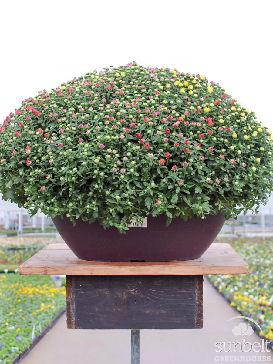 20" Boval Mum Mix #6052 (cc)