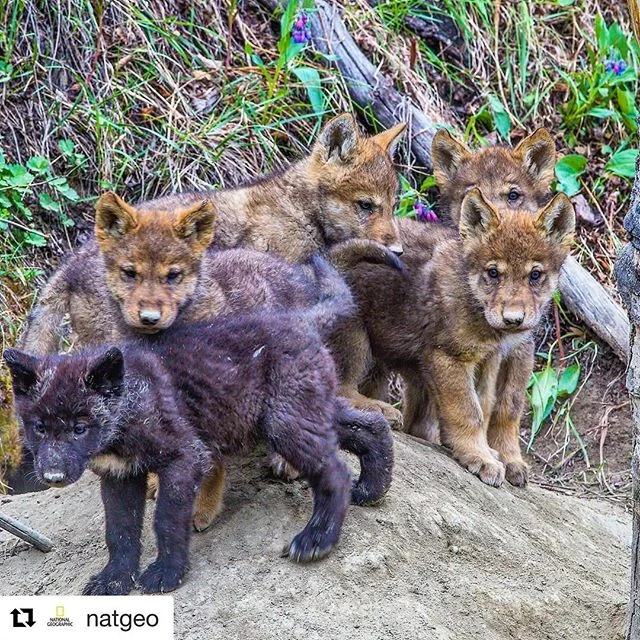 #images4change #Repost @natgeo
・・・
@paulnicklen for @natgeo.  Wolf pups exit their den to sniff the spring air in Canada&rsquo;s Yukon Territory.  There has been much pressure by gold mining companies to enter this fragile and pure Peel River ecosyst
