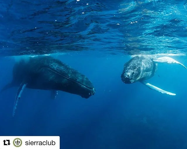 #images4change #oceans #whale #dolphin #Repost @sierraclub // What does the ocean sound like when seismic blasting is happening? Jarring, disrupting, and even ear-shattering for marine wildlife like dolphins and whales.

Read more about why the ocean