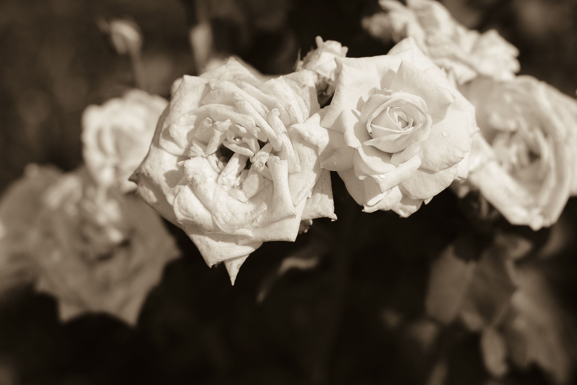 roses7.jpg