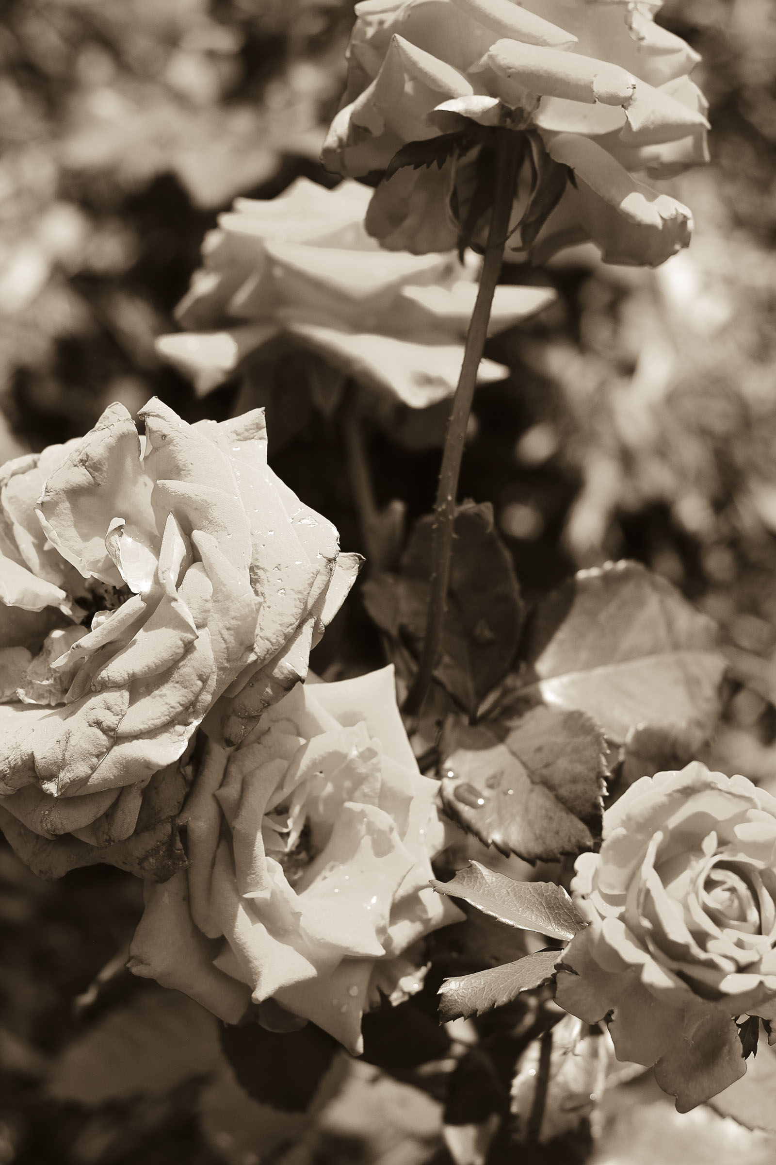 roses4.jpg