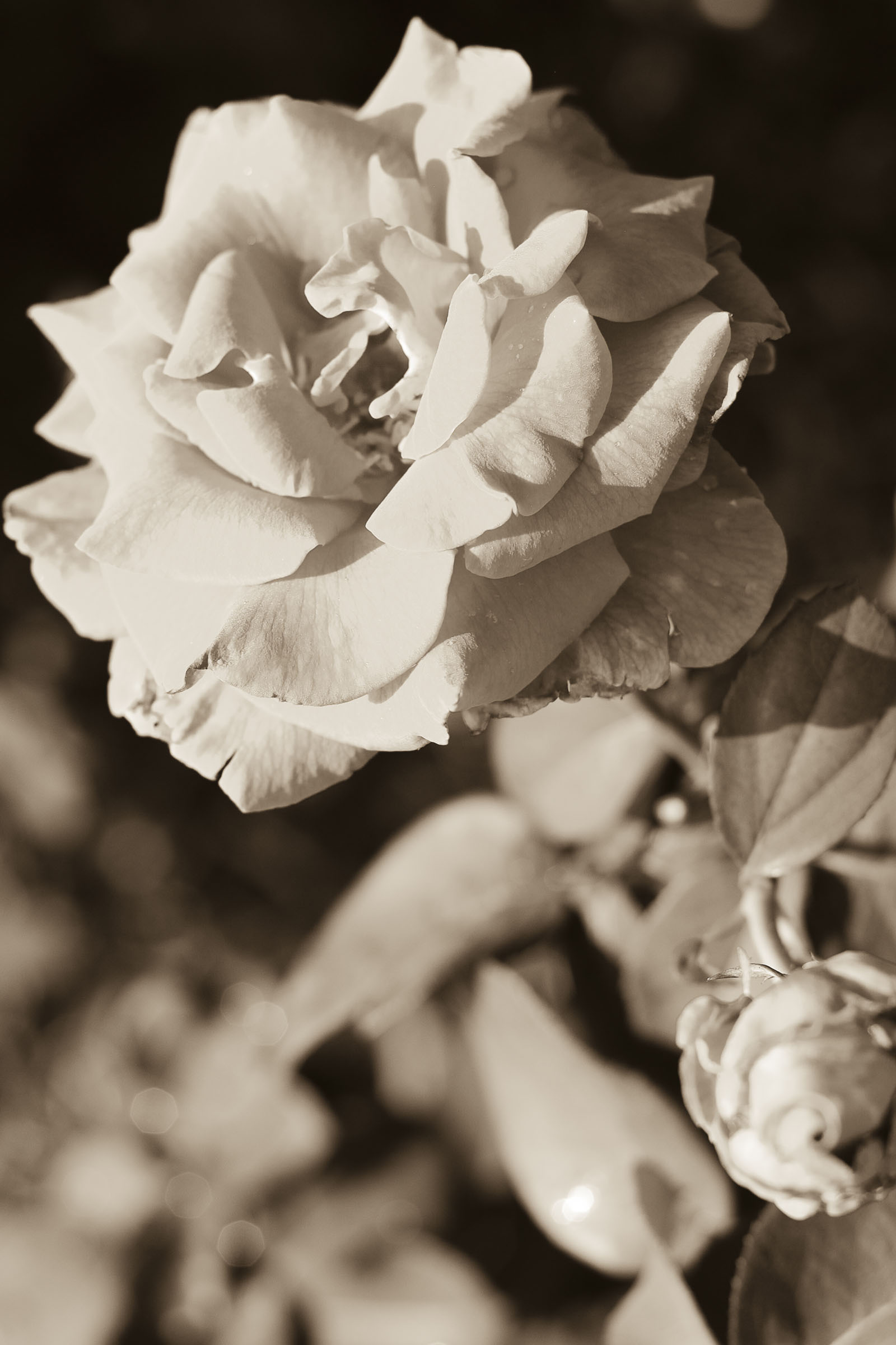roses2.jpg