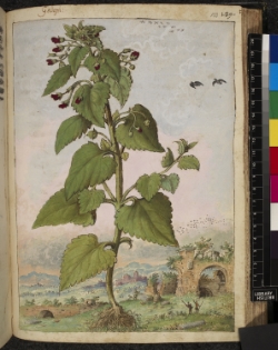 Scrophularia nodosa : used for scrofula - hence the name.