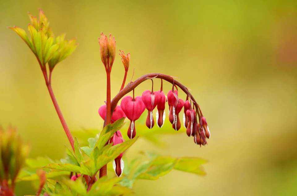 nature-3146091_1920.jpg