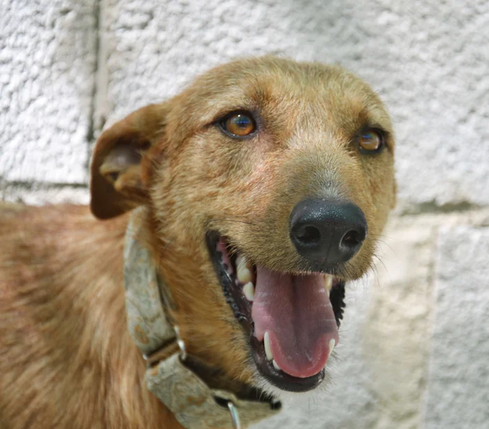 Joel > Galgos en Familia > Grateful Greyhounds