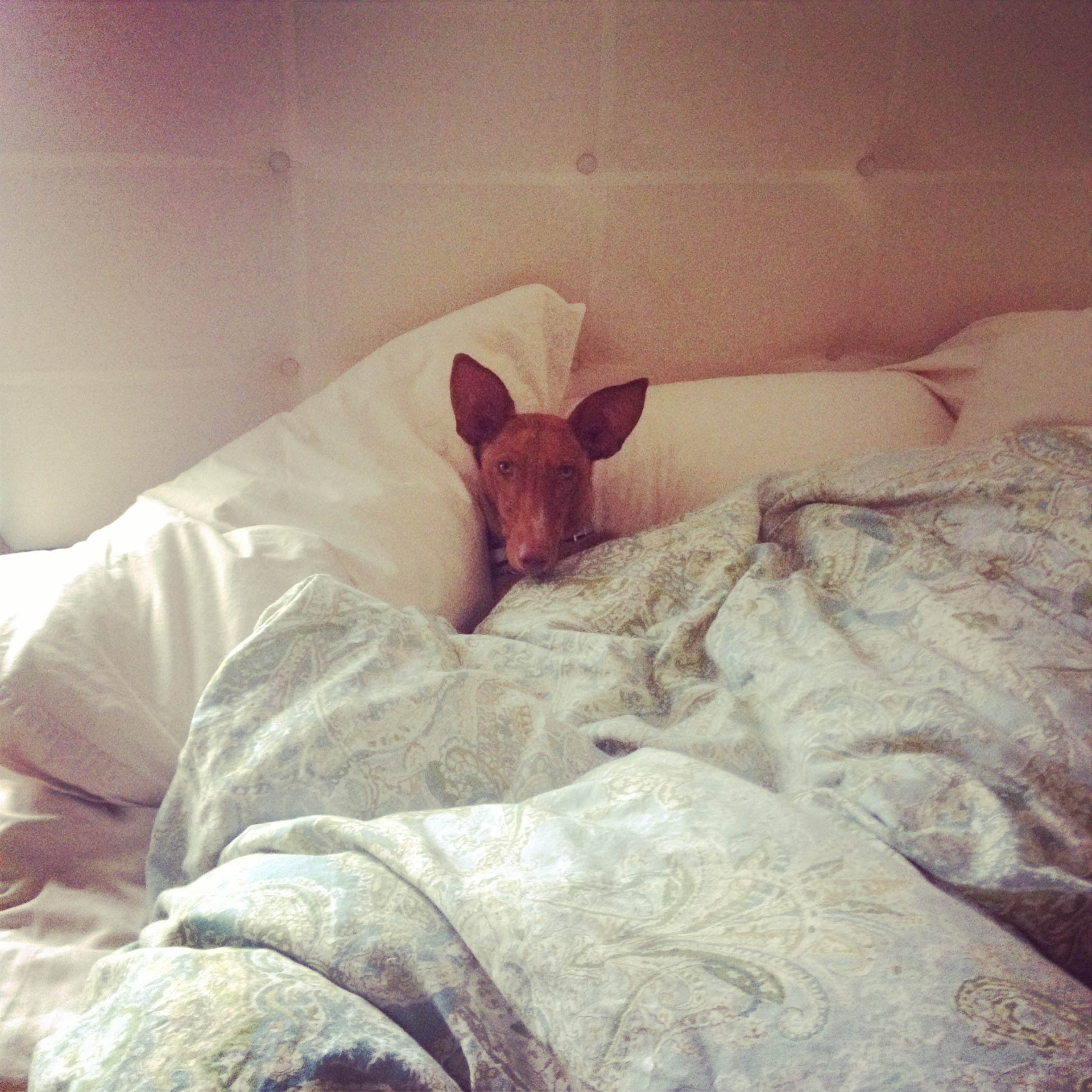sky bed.jpg