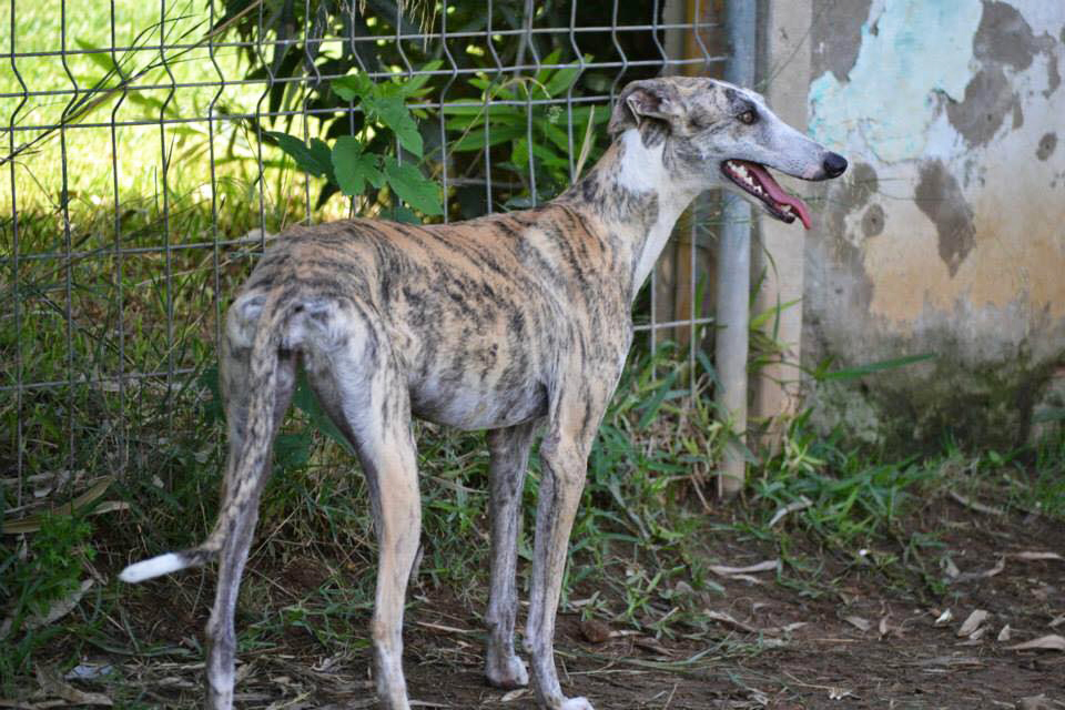 Lidia / Asociación Protectora Argos > Grateful Greyhounds