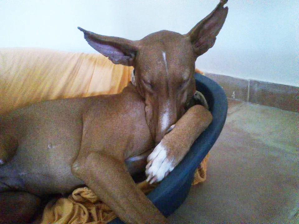 Aroa / A.I.R.E > Galgo Podenco Support