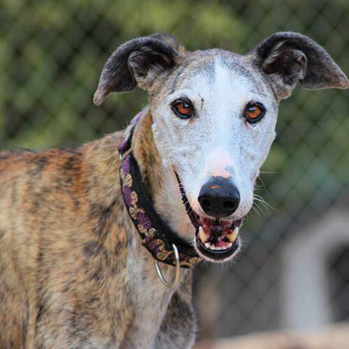 Emily / Galgos del Sol > Galgo Podenco Support