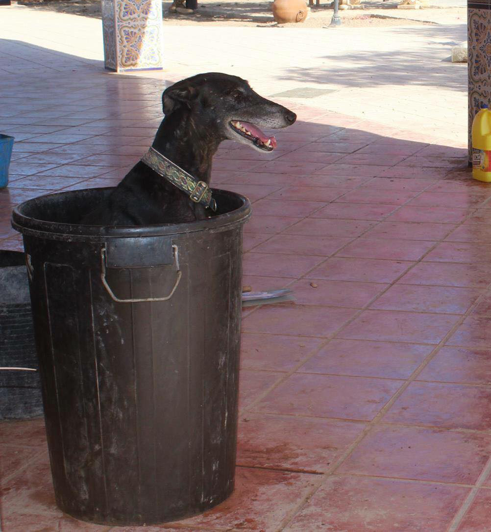 Ramon / Galgos del Sol > Galgo Podenco Support