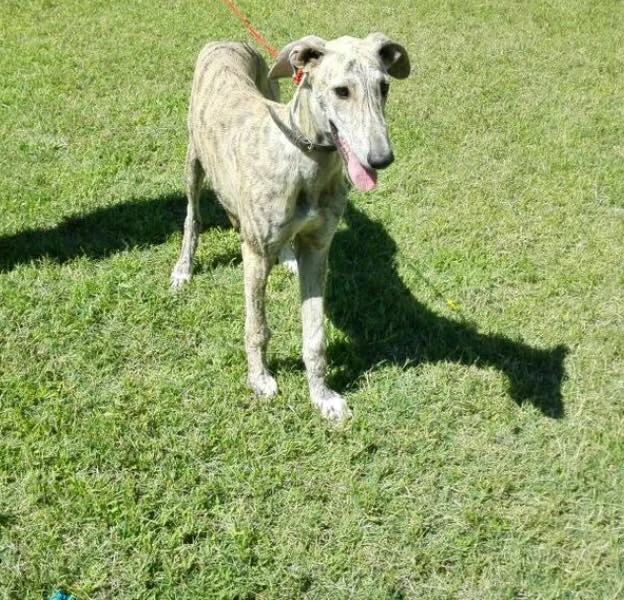 Mathias / Galgos en Familia > Galgo Podenco Support