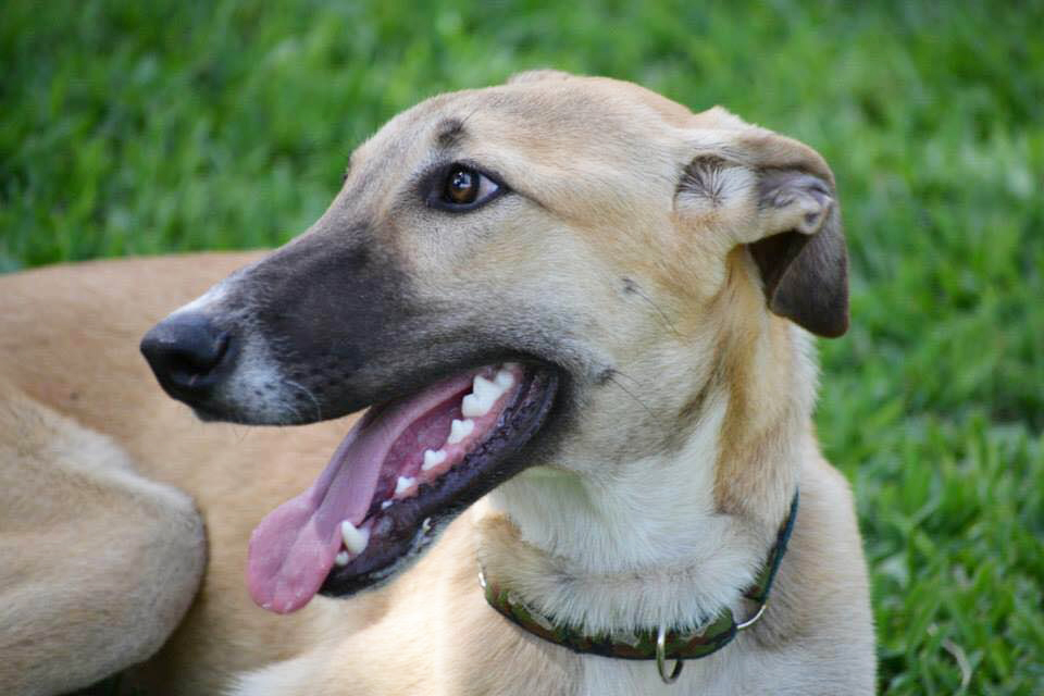 Carlito / Asociación Protectora Argos > Grateful Greyhounds