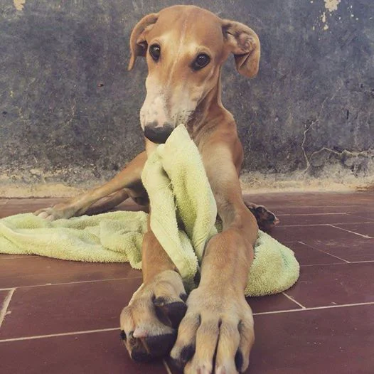 Katniss / Galgos del Sol > Galgo Podenco Support