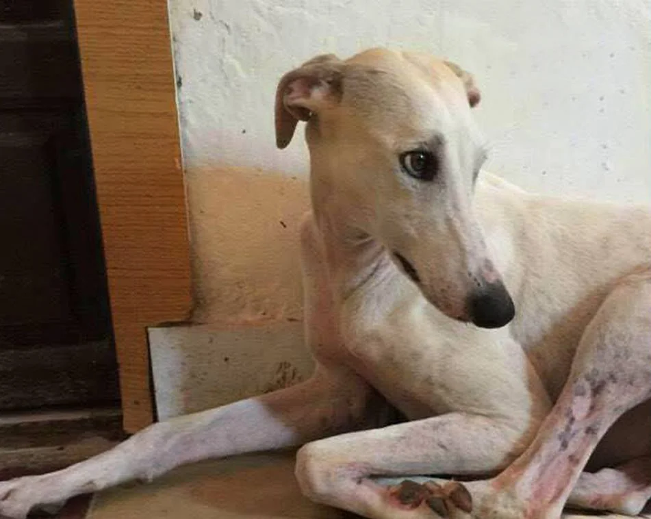Tuti / Asociación Protectora Argos > Greyhound Rescue Rehab