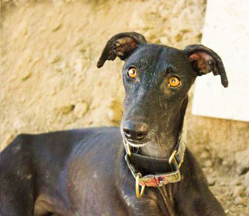 Dubia / Galgos del Sol > Greyhound Rescue Rehab