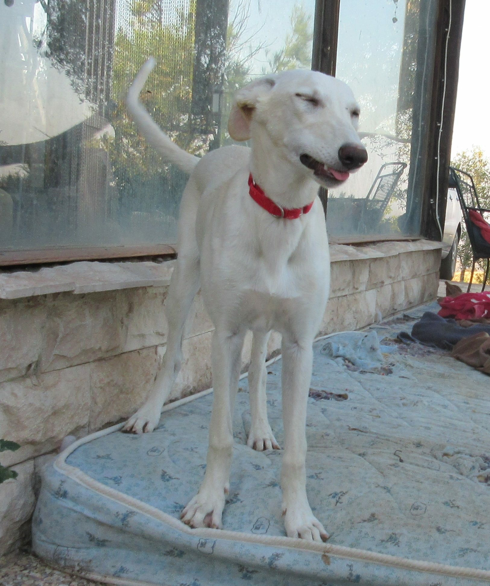 Keiko / Ibizan Hound Rescue > Greyhound Rescue Rehab