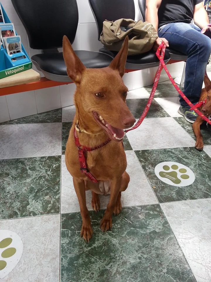 Xana / Podencos y Mas > Galgo Podenco Support