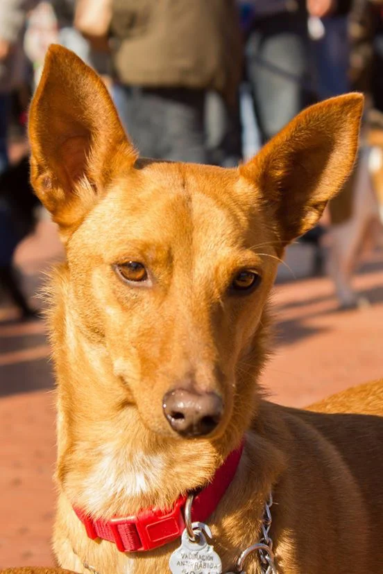 Gordo / Podencos Y Mas > Grateful Greyhounds