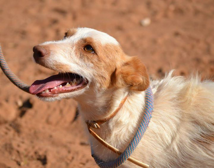 Chacal / Asociación Protectora Argos > Galgo Podenco Support & Grateful Greyhounds        