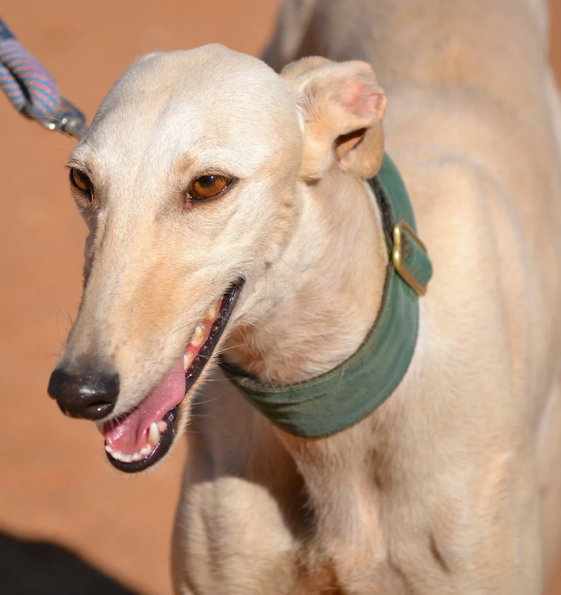 Gala / Asociación Protectora Argo / Galgo Podenco Support
