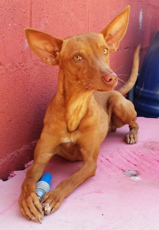 Blondi, DdeVida, Utrera, Spain