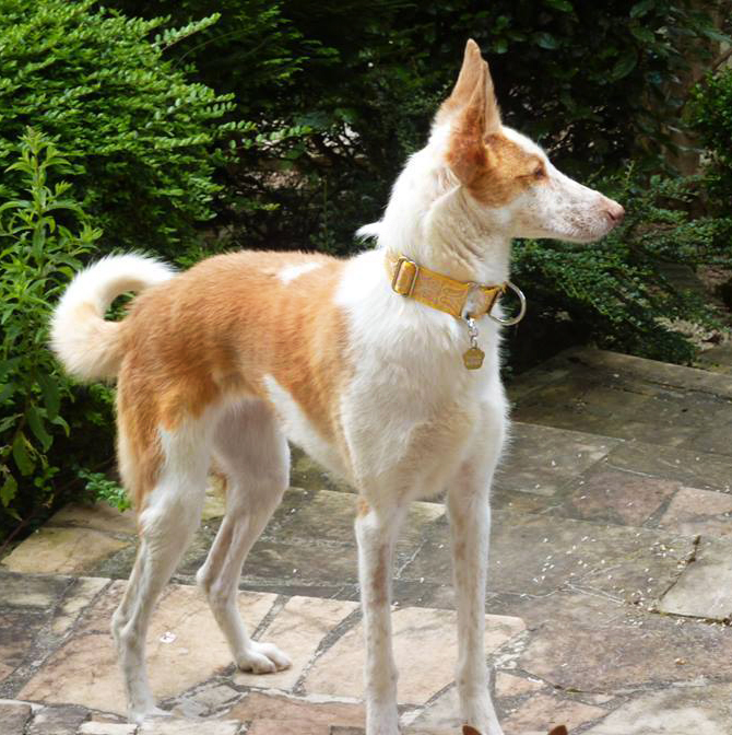 Careta, SOS Podenco Rescue, Zaragoza, Spain